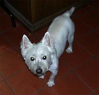 westhighlandwhiteterrier robey