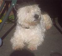westhighlandwhiteterrier samways