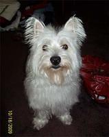 westhighlandwhiteterrier snows
