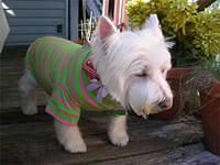 westhighlandwhiteterrier tufuantsi