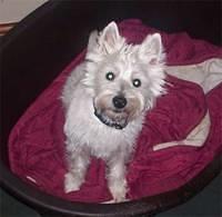 westhighlandwhiteterrier wild