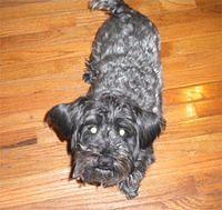 westiepoo cunningham