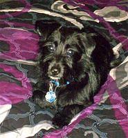 westiepoo diaz