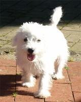 westiepoo edwards