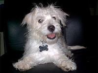 westiepoo whitsett