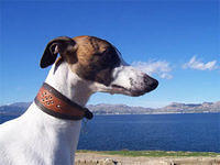 whippets