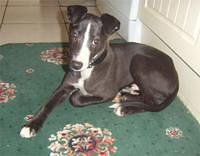 whippet fowell