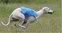 whippet mcguire