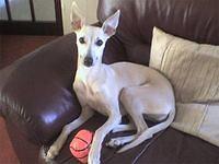whippet mcsherry