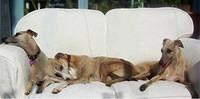 whippets ellie