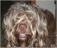 wirehairedpointinggriffon bower