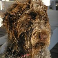 wirehairedpointinggriffon pannill