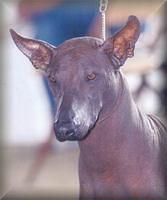 xoloitzxuintlis