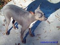 xoloitzcuintli paul