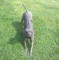 xoloitzcuintli spence