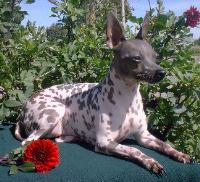 xoloitzxuintli king2