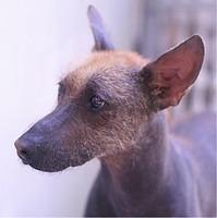 xoloitzxuintli withers