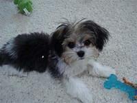 yorkieapso childers