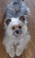 yorkieapso.regolo