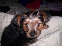 yorkiepoo hansen