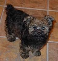 yorkiepoo schrader