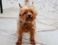 yorkshireterriers