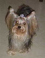 yorkshireterrier diaz3