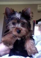 yorkshireterrier nunez