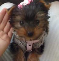 yorkshireterrier zoeg