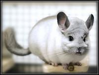 Chinchilla龍貓