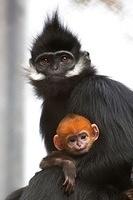 Langur Monkey