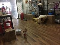 吃饱衔衔的咪咪