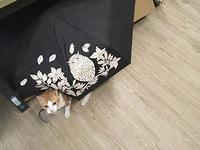 爱和猫头鷹躲猫猫的喵喵