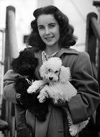 Elizabeth Taylor dog