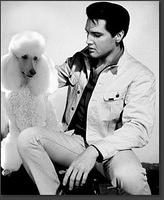Elvis and a poodle!