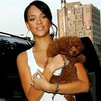 Rihanna &amp; Her Miniature Poodle