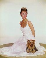 audrey hepburn-yorkie-mr. famous