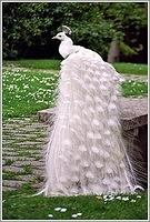 white peacock