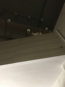 光说不练的羊咪咪