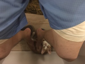 臭脾气的猫猫
