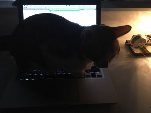 奇怪的猫逻辑之爱上我的电脑的咪咪