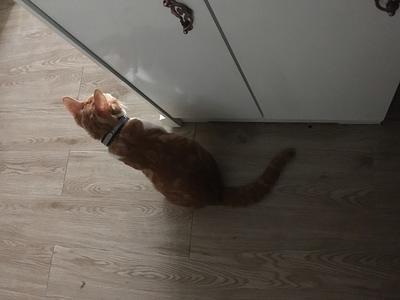 IMG 1412  喜欢躲在阴暗角落偷窥的猫猫