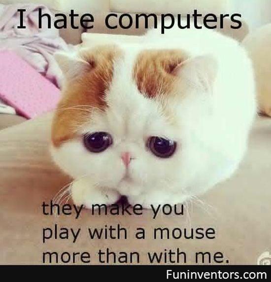 funny cat computer 17  奇怪的猫逻辑之爱上我的电脑的咪咪