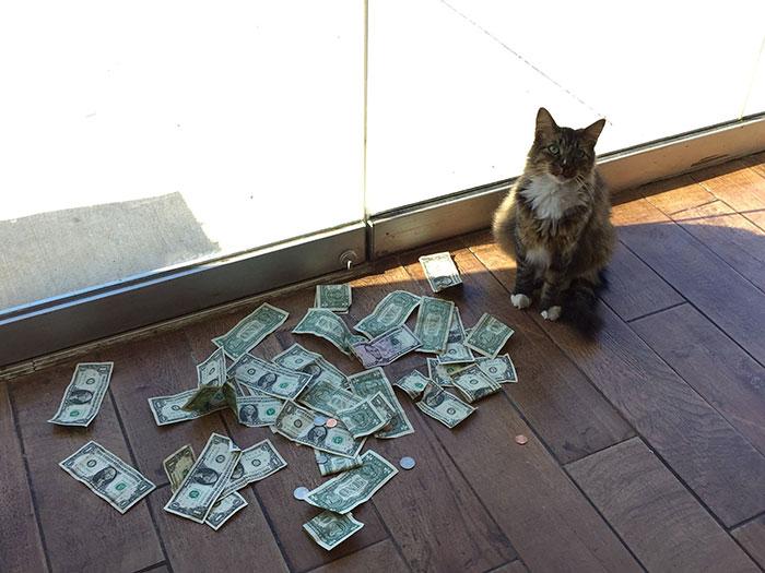 money grabbing cat cashnip kitty 10 59bfbb987e2c9 700  文明观猴，请勿投食